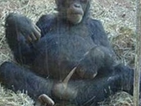 Naughty little people in X-rated videos