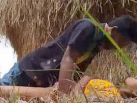 Desi couple caught having sex in the open: HD video